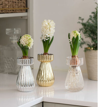 Hvit svibel Hvit svibel